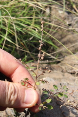 Chenopodium allanii