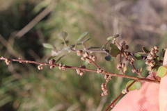 Chenopodium allanii