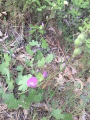 Sidalcea glaucescens