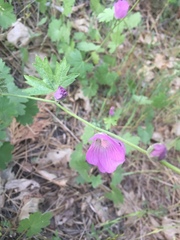 Sidalcea glaucescens