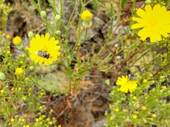 Malacothrix foliosa foliosa