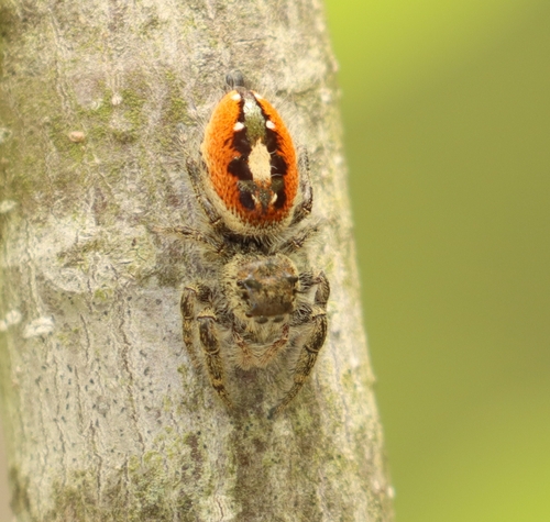 Phidippus insignarius