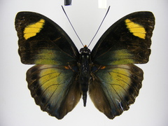 Euphaedra ueleana