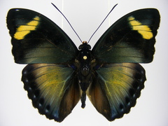 Euphaedra ueleana
