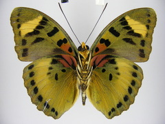 Euphaedra ueleana