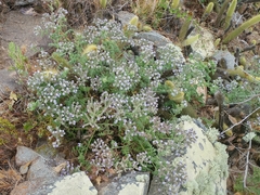 Phacelia floribunda
