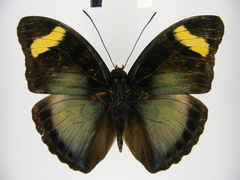 Euphaedra ueleana