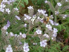 Phacelia floribunda