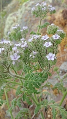 Phacelia floribunda