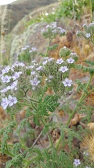 Phacelia floribunda