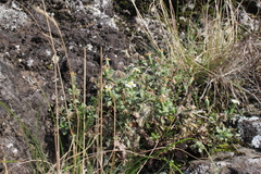 Vittadinia australis