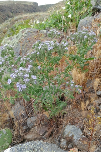 Image of Phacelia floribunda by (c) Casey H. Richart, some rights reserved (CC BY)