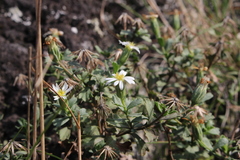 Vittadinia australis