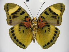 Euphaedra ueleana
