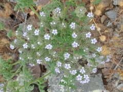 Phacelia floribunda