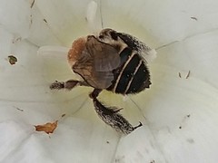 Diadasia bituberculata