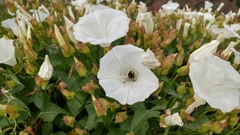 Diadasia bituberculata