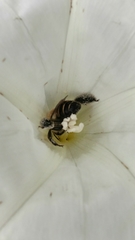 Diadasia bituberculata