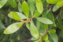Persoonia stradbrokensis