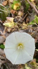 Diadasia bituberculata