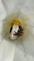 Diadasia bituberculata