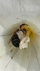 Diadasia bituberculata