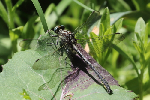 Harpoon Clubtail photo 3