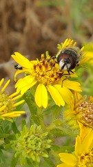 Copestylum marginatum