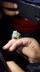 Pleurodema brachyops