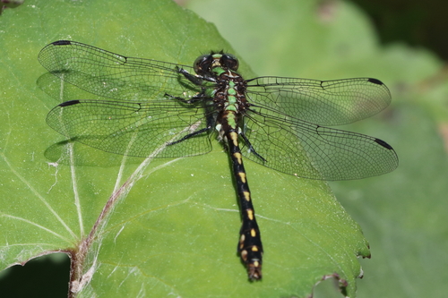 Riffle Snaketail photo 3