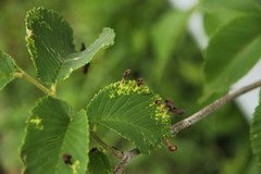 Tetraneura