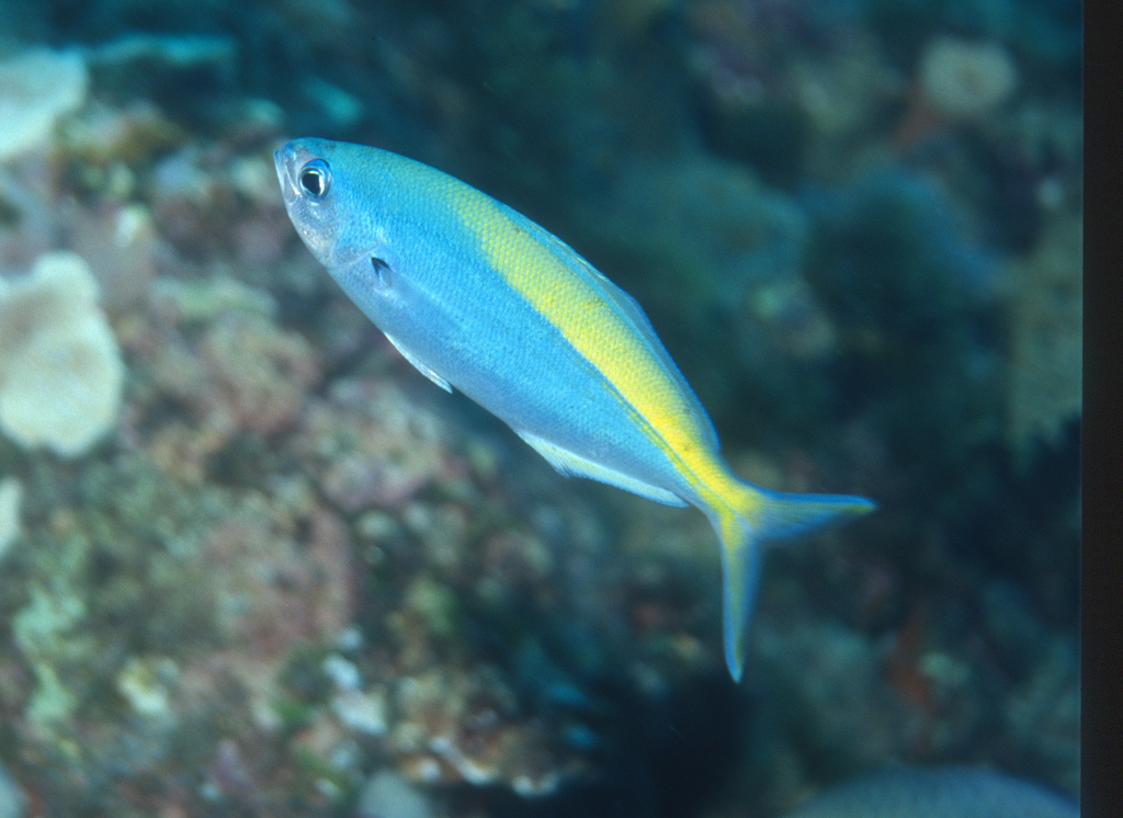 Blue Knifefish