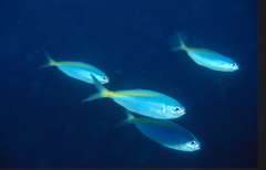 Blue Knifefish photo 3