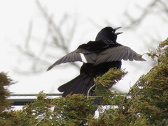 Quiscalus quiscula versicolor