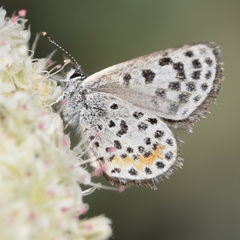 Euphilotes bernardino bernardino