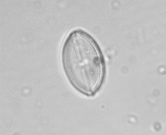 Naviculales