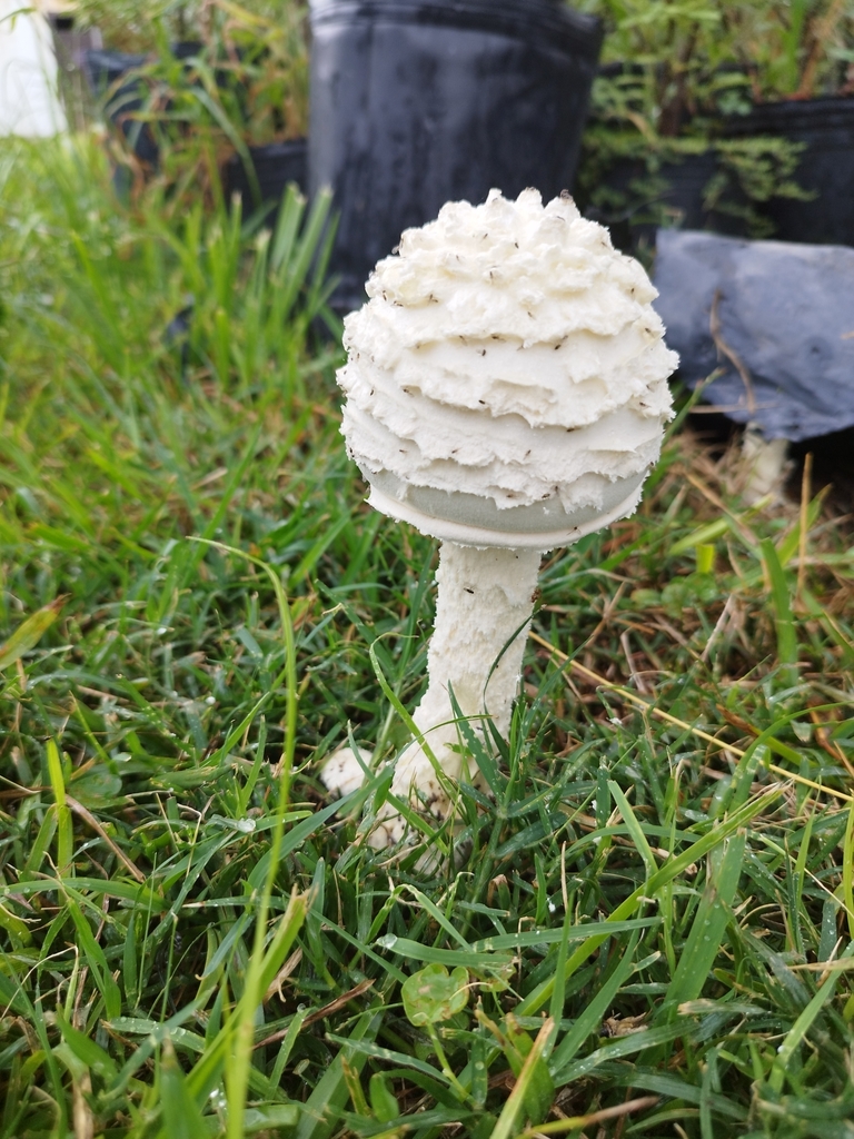 Amanita foetens · March 2024 · photo: © seba_fornes (iNaturalist, cc-by)
