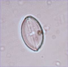 Naviculales