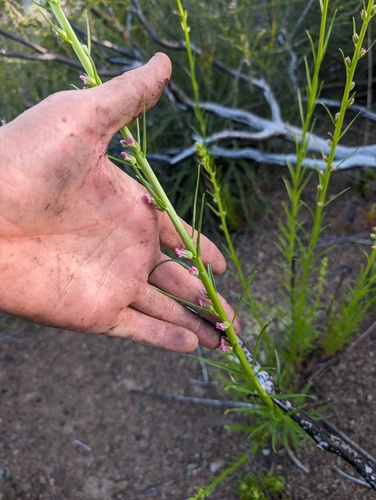 twig-like snapdragon (Sairocarpus virga)