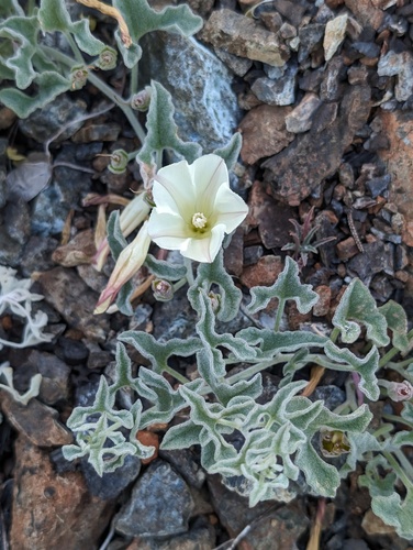 Calystegia collina ssp. tridactylosa