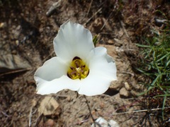 Calochortus bruneaunis