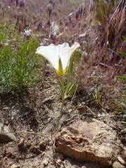 Calochortus bruneaunis