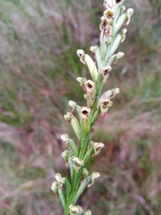 Tylostigma nigrescens image