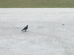 Columba livia domestica