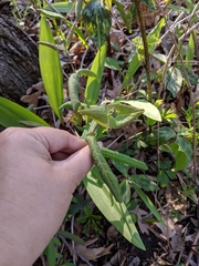 Lonicera dioica