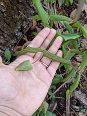 Lonicera dioica