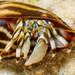 Seurat's Hermit Crab - Photo (c) Raphael Forns, some rights reserved (CC BY-NC), uploaded by Raphael Forns