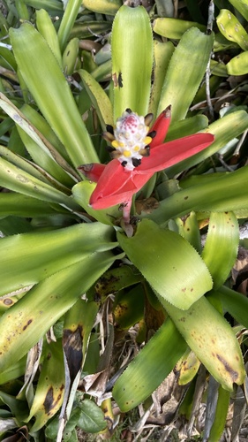 Aechmea maasii