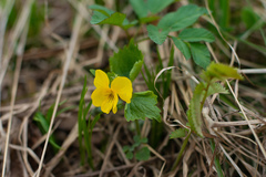 Viola uniflora