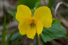 Viola uniflora